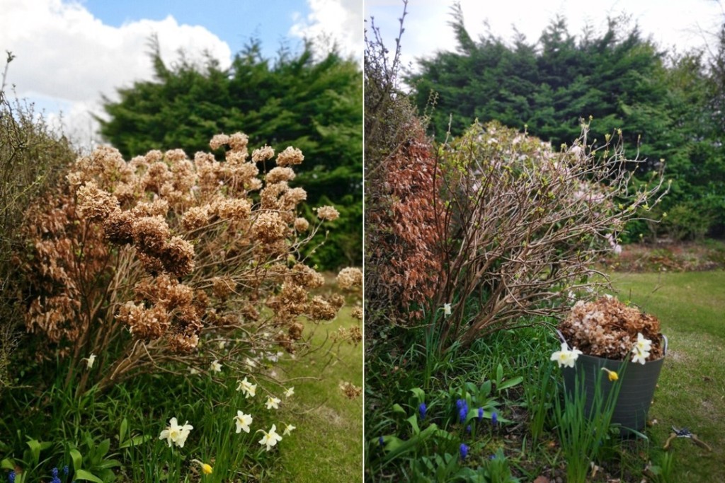 Scottish_garden_Hydrangea_before_and_after_pruning