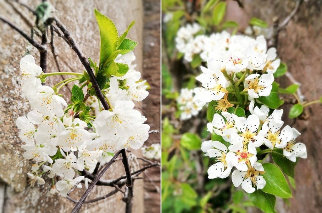 April_fruit_tree_blossom
