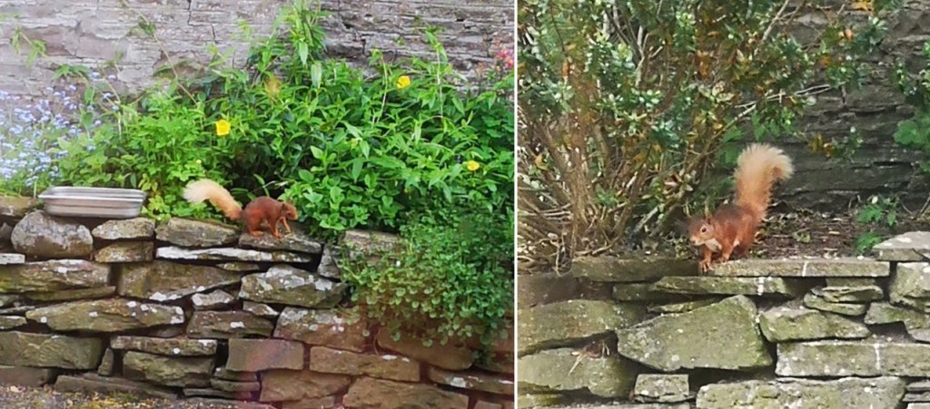 Perthshire_garden_baby_red_squirrel_May_2023