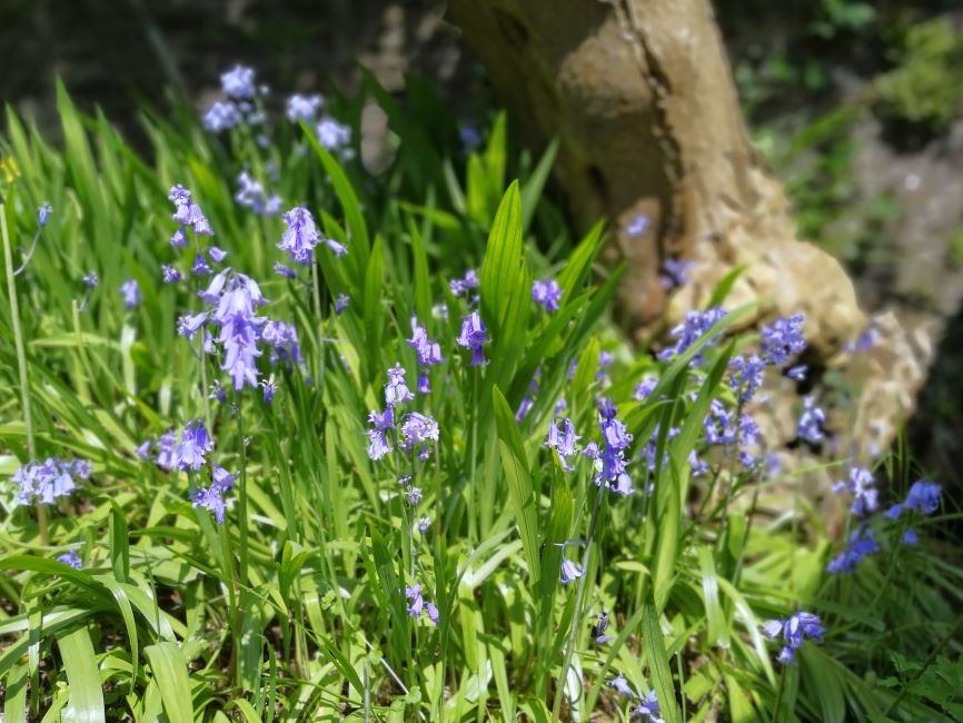 Scottish_garden_Bluebells_May_2023