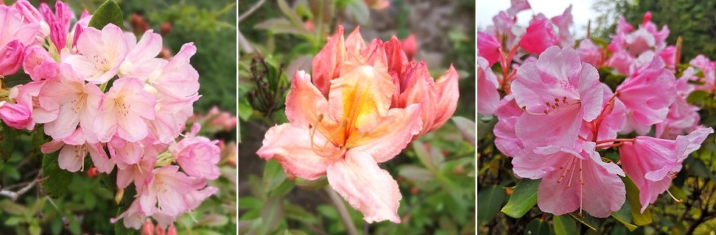 Scottish_May_Azaleas_and_Rhododendrons_2023
