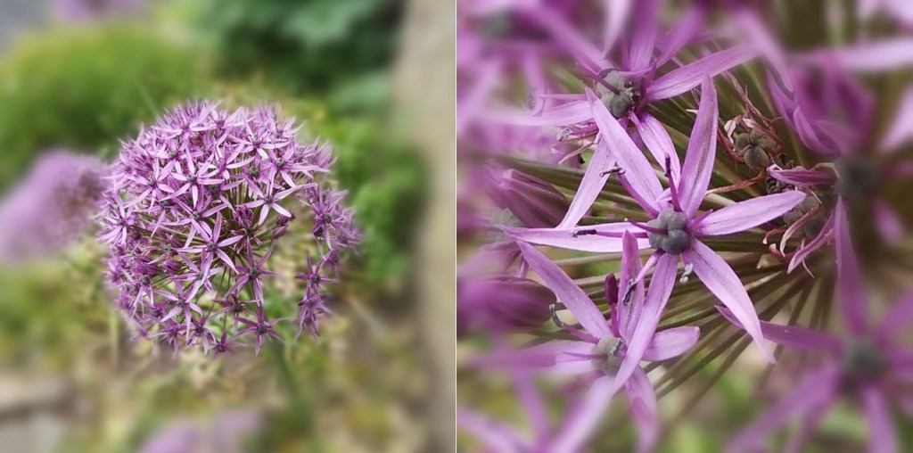 Lilac_Allium_June_2023