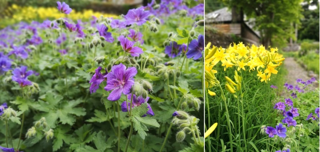 Midsummer_geraniums_and_day_lilies