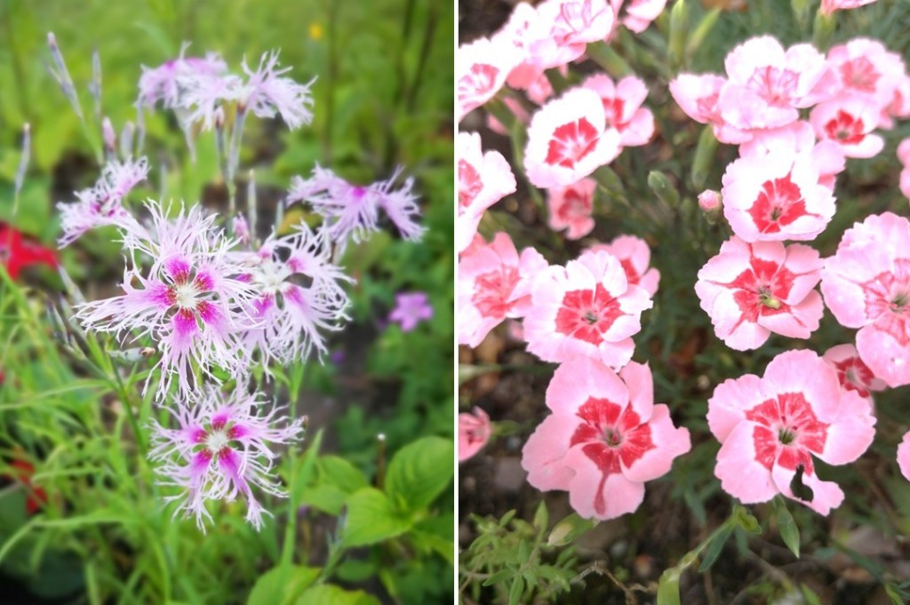 End_of_June_Dianthus_flowers