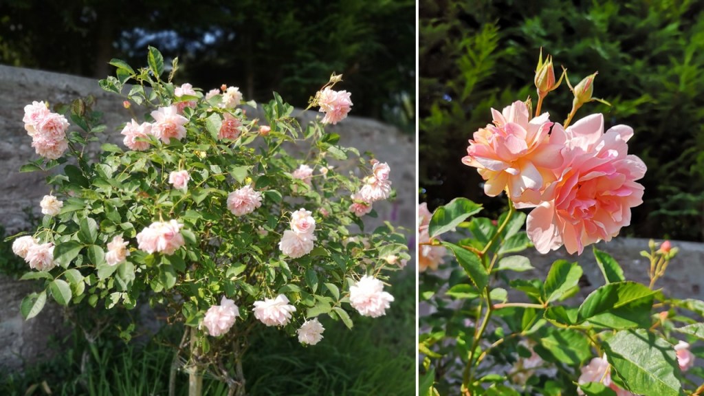 End_of_June_old_rose_bush_in_full_bloom