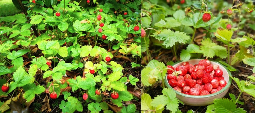 End_of_June_wild_strawberry_harvest_2023