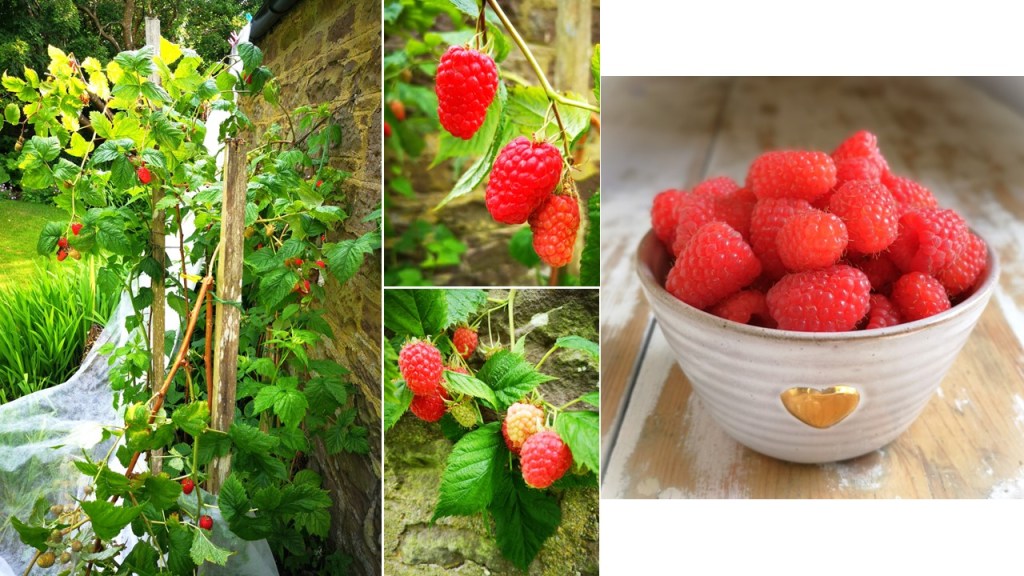 Homegrown_Scottish_raspberries_July_2023