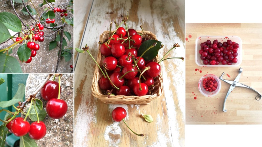 July_2023_Homegrown_Scottish_Morello_cherries