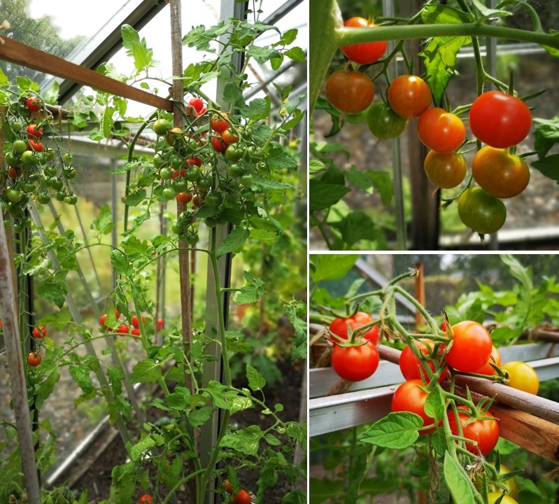 Scottish_greenhouse_tomatoes_September_2023