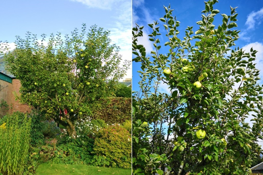 Apple_tree_in_fruit_September_2023