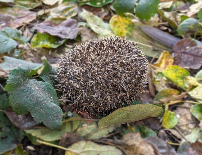 Hedgehog_in_a_ball_under_an_apple_tree