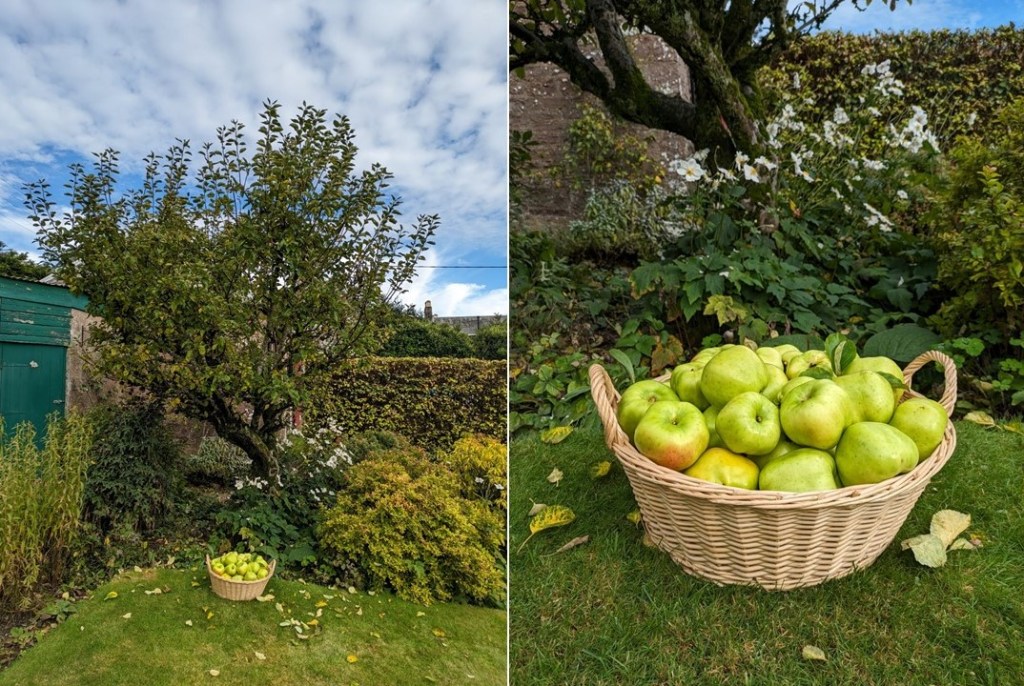 Scottish_garden_cooking_apple_harvest_October_2023