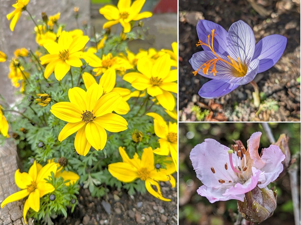 Scottish_garden_October_flowers