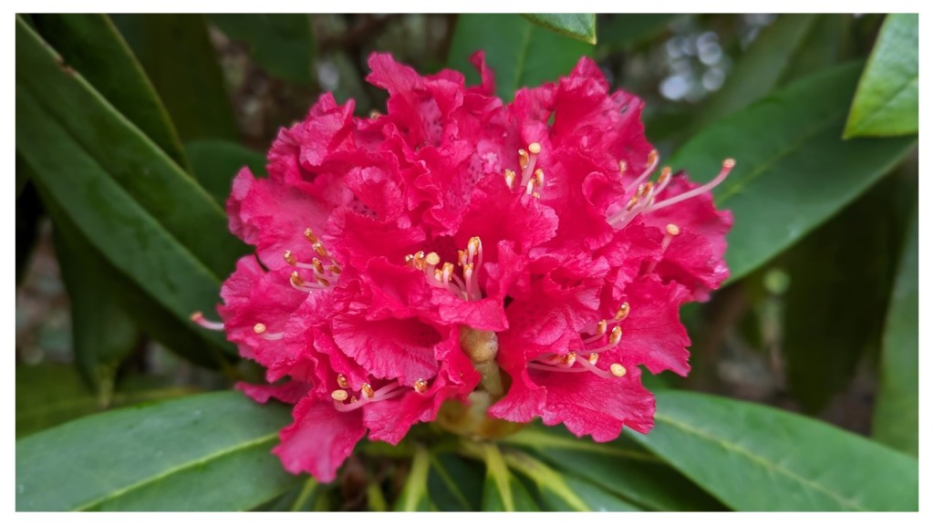 Red_rhododendron_February_2024