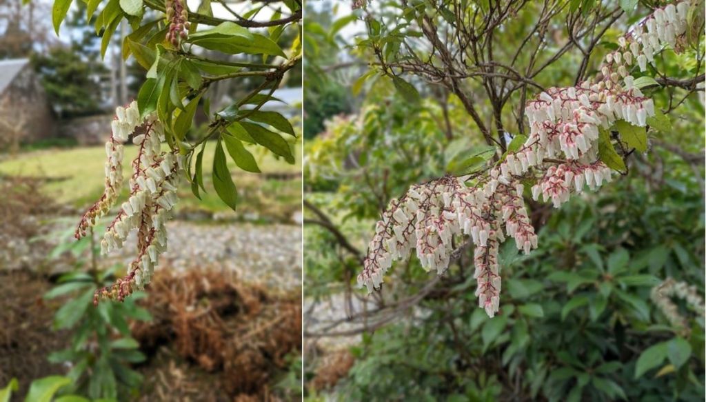 Early_Scottish_spring_Pieris_March_2024