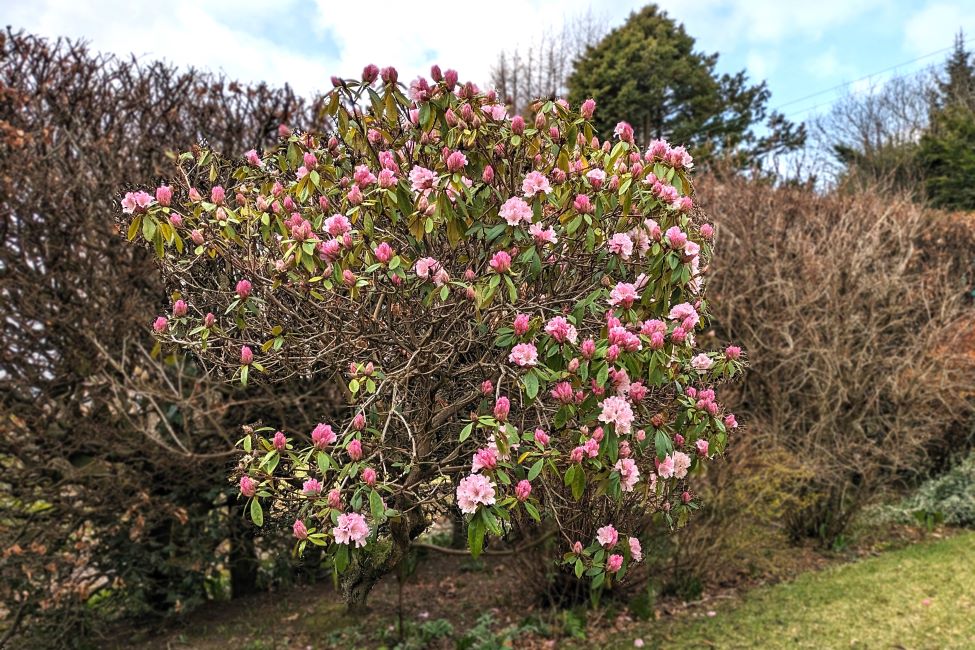 Scottish_pink_Rhododendron_bush_March_2024