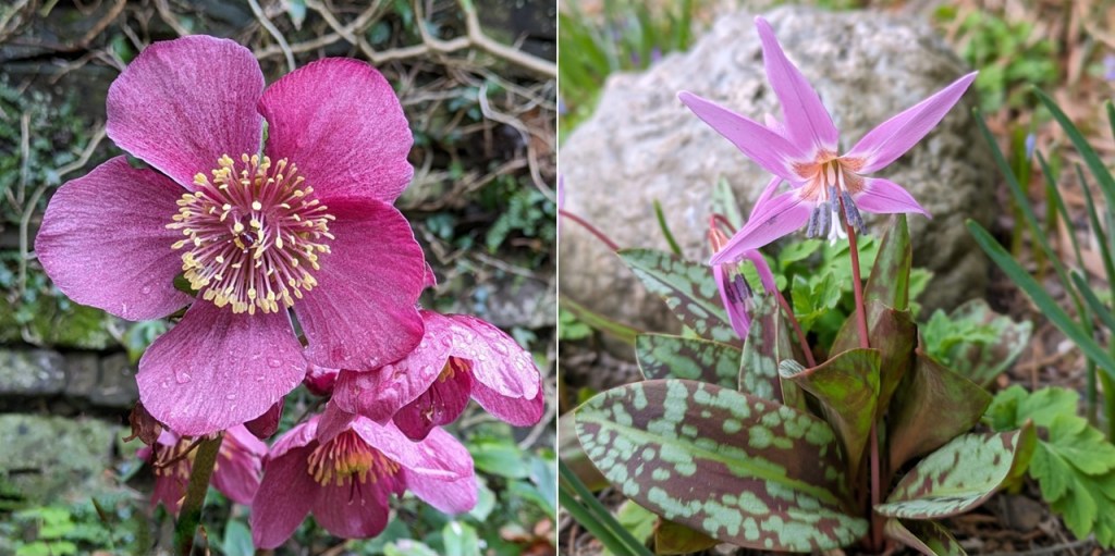 Pink_Hellebore_and_Dog_tooth_Lily_March_2024