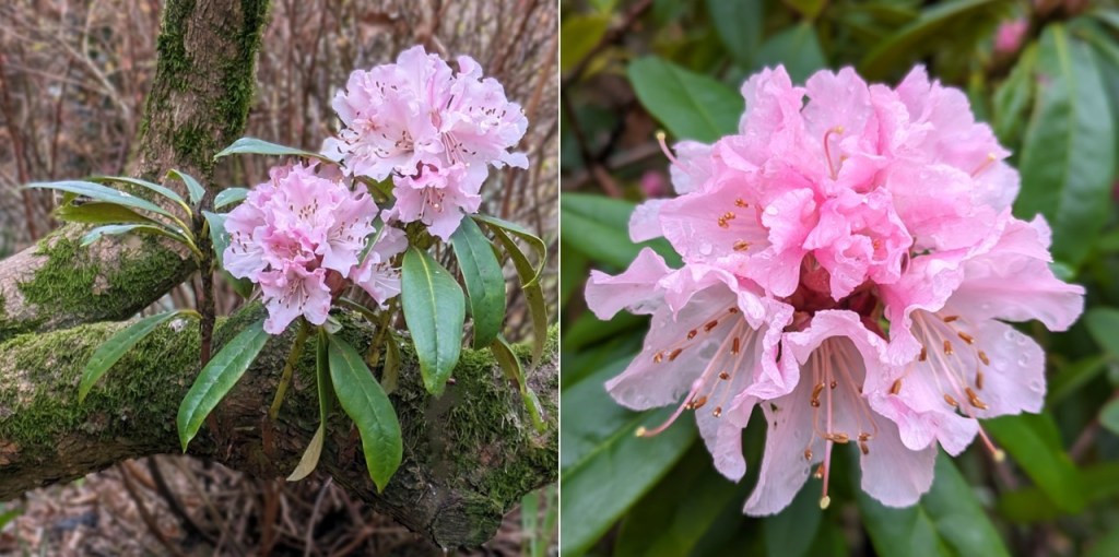 Scottish_garden_pink_Rhododendron_flowers