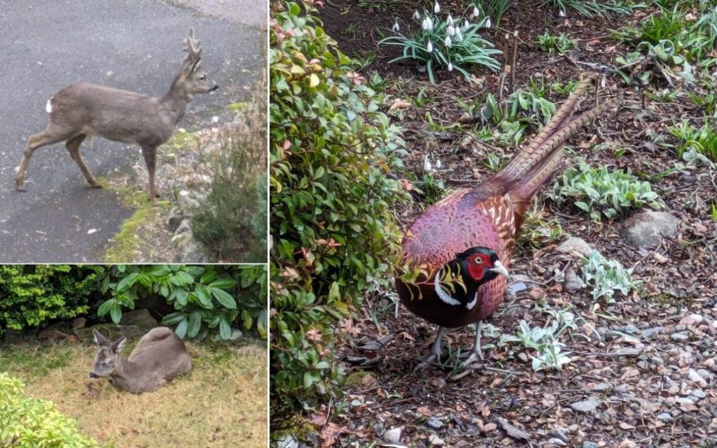 Scottish_young_deer_and_male_pheasant