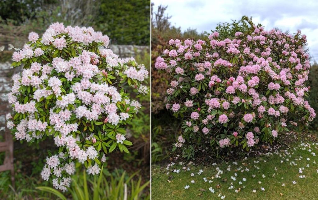 Scottish_pink_Rhododendron_bushes_April_2024