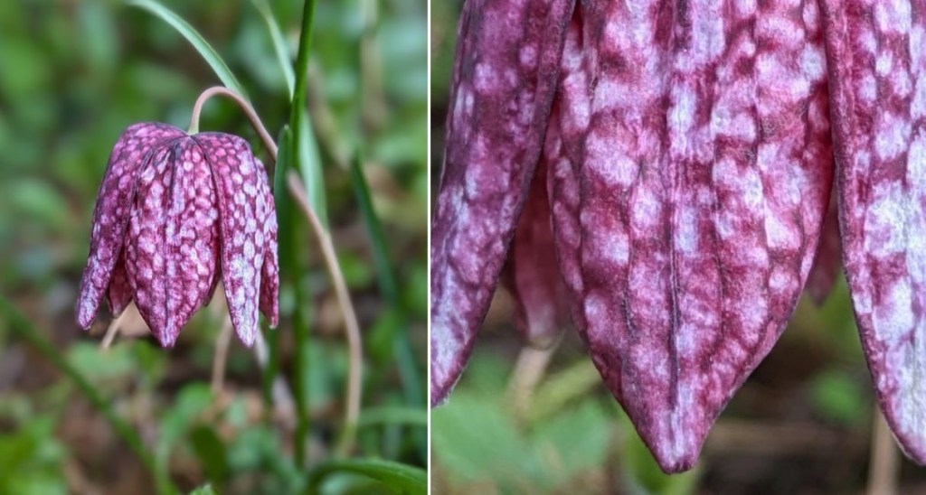 April_2024_single Snakeshead_Fritillary