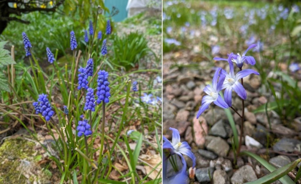 April_24_Muscari_and_Chionodoxa