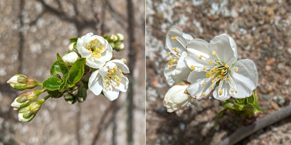 Early_April_Morello_cherry_blossom
