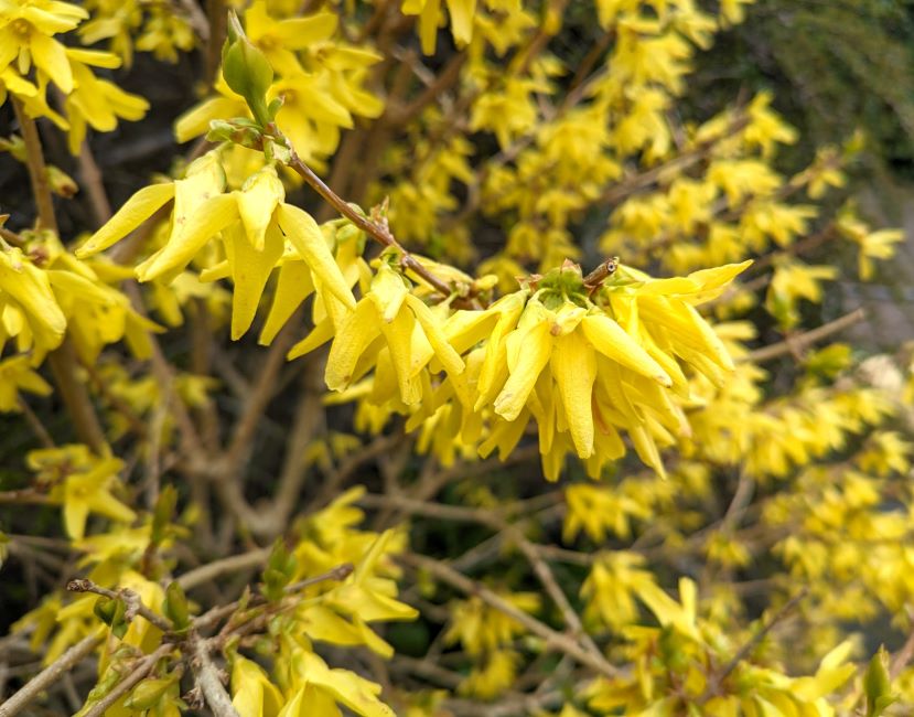 Forsythia_flowers_April_2024