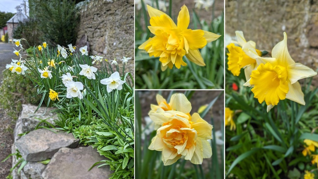 Scottish_garden_April_Daffodils