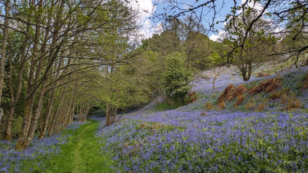 A_grassy_path_through_bluebell_woods