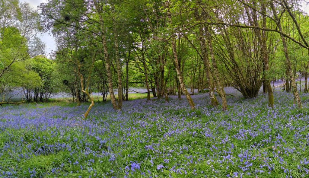 Scottish_wild_Bluebell_panorama