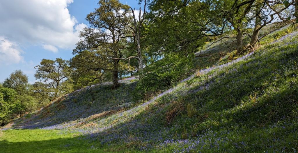 Bluebell_covered_hills
