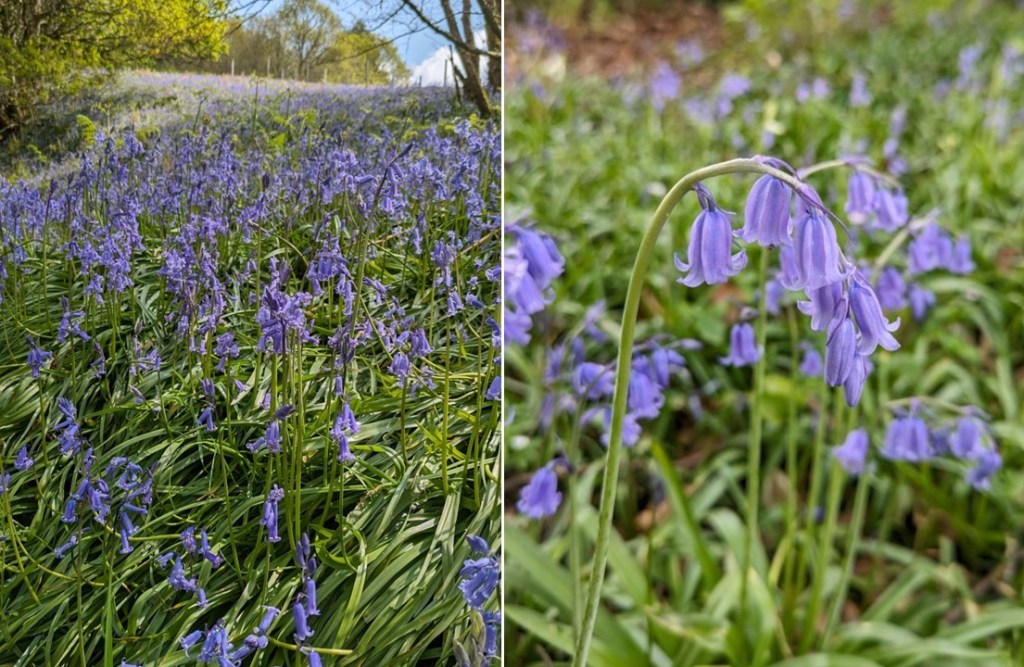 Scottish_bluebells_in_the_wild