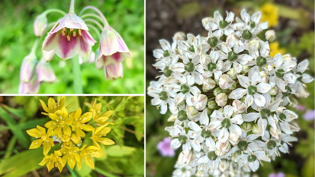 3_varieties_of_Allium_Siculum_Moly_and_Nigrum