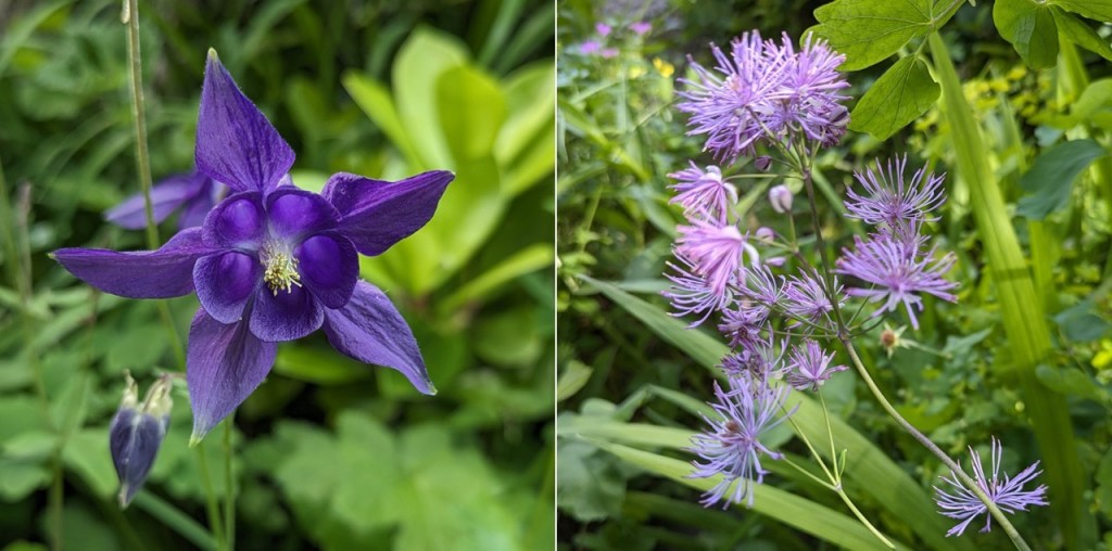 Deep_blue_aquilegia_and_lilac_Meadow_Rue