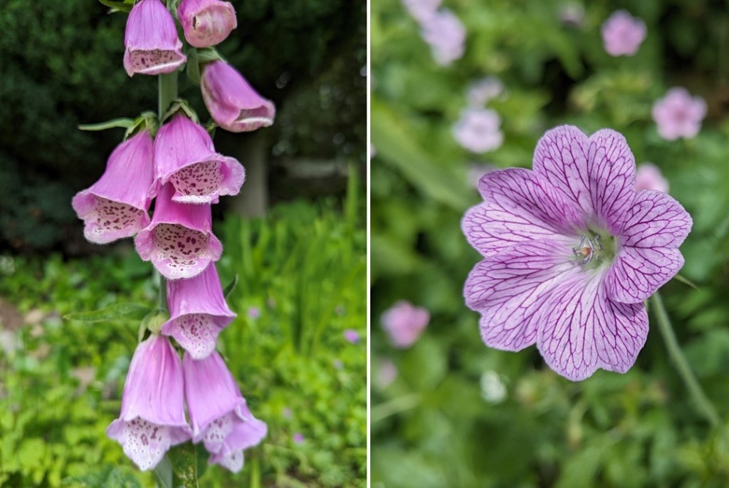 Close-up_on_pink_foxglove_and_cranesbill_geranium