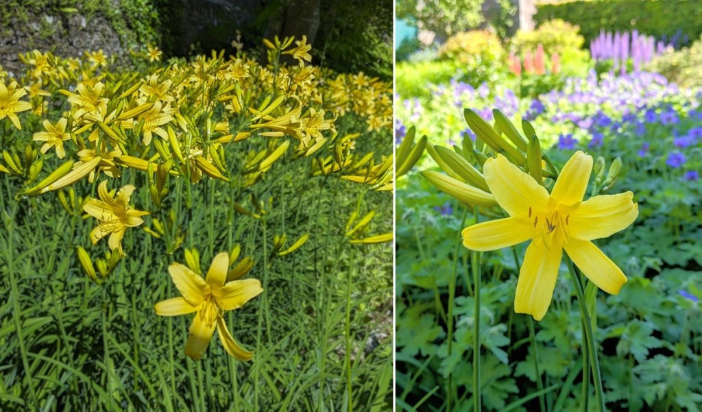 June_2024_yellow_daylilies