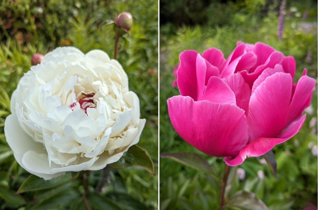 White_and_deep_pink_peonies_June_2024
