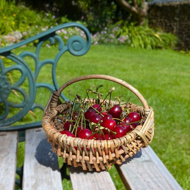 Basket_of_homegrown_Scottish_Morello_cherries_July_2024