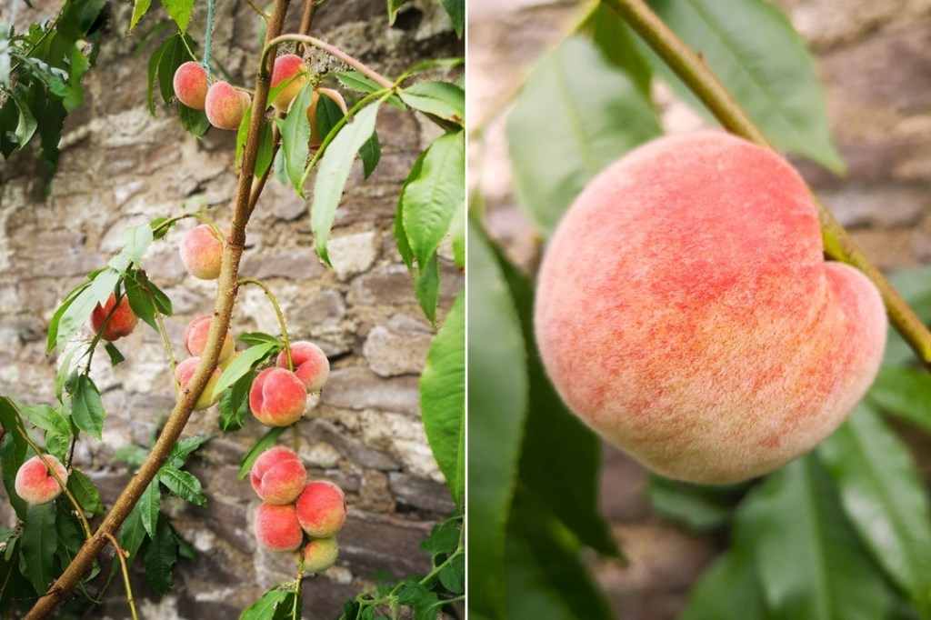 Greenhouse_white_peaches_growing_on_a_tree