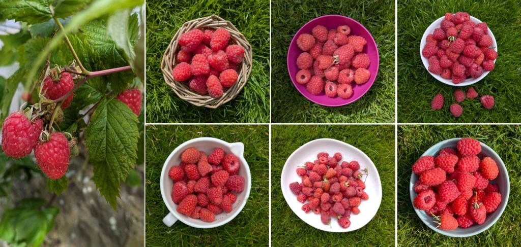 Homegrown_Scottish_raspberries_July_2024