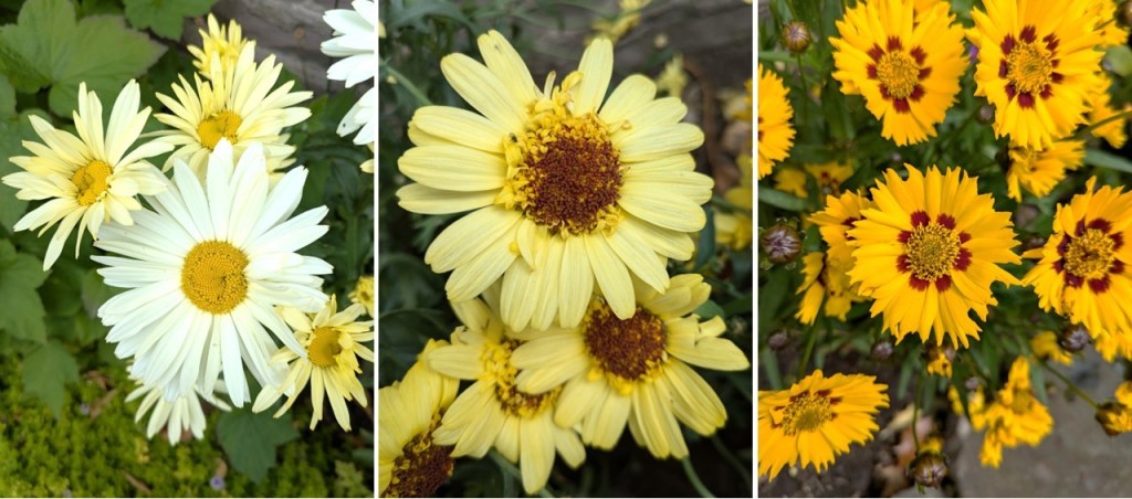 Leucanthemum_Argyranthemum_and_Coreopsis_July_2024