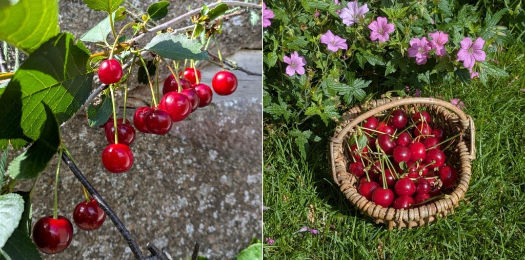Scottish_Morello_cherries_July_2024