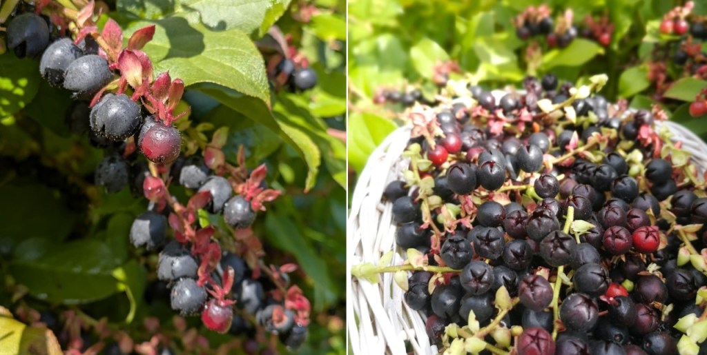 Homegrown_Scottish_Salal_berries_August_2024