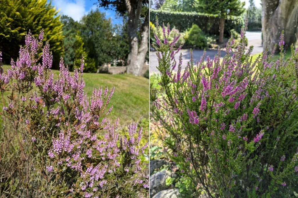 Scottish_Autumn_heather_August_2024