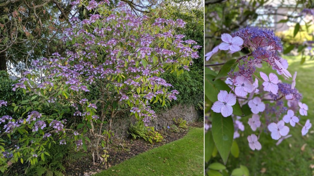 Scottish_garden_Lacecap_Hydrangea
