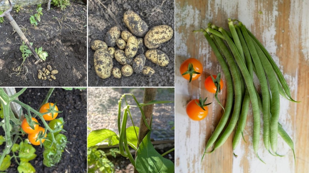 Late_Summer_garden_produce