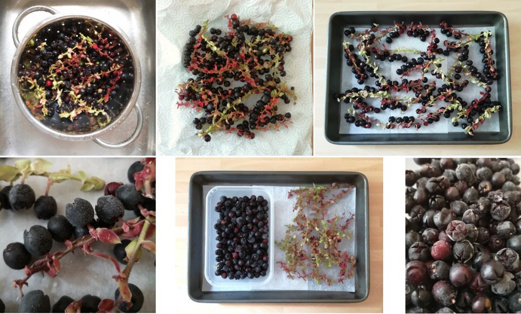 How_to_prepare_and_freeze_Salal_berries
