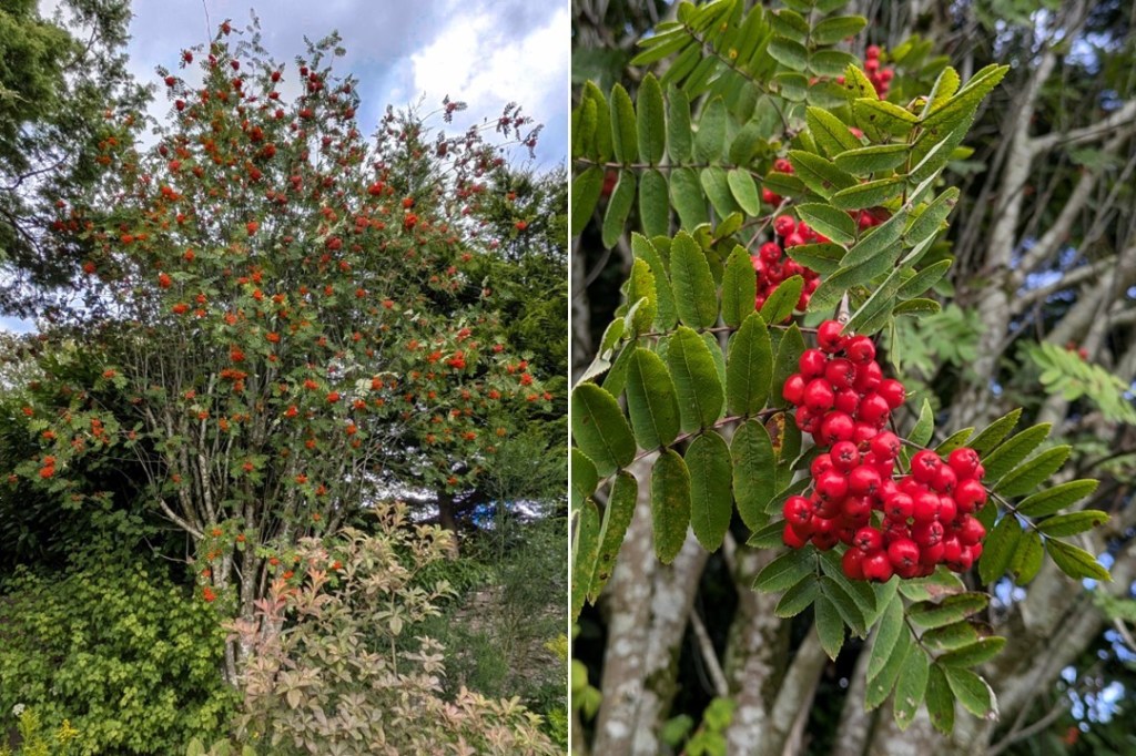 Scottish_garden_Rowan_tree_Laden_with_berries