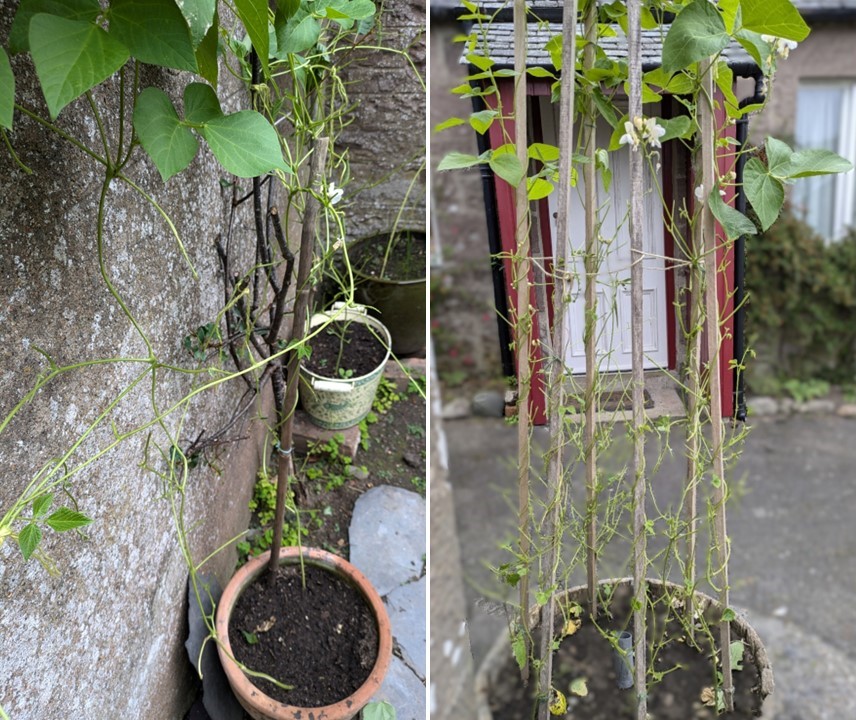 Deer_damage_to_homegrown_Scottish_runner_beans